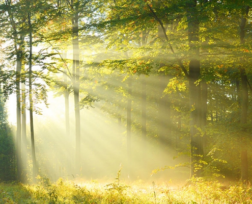 Forest with sunlight streaming through trees