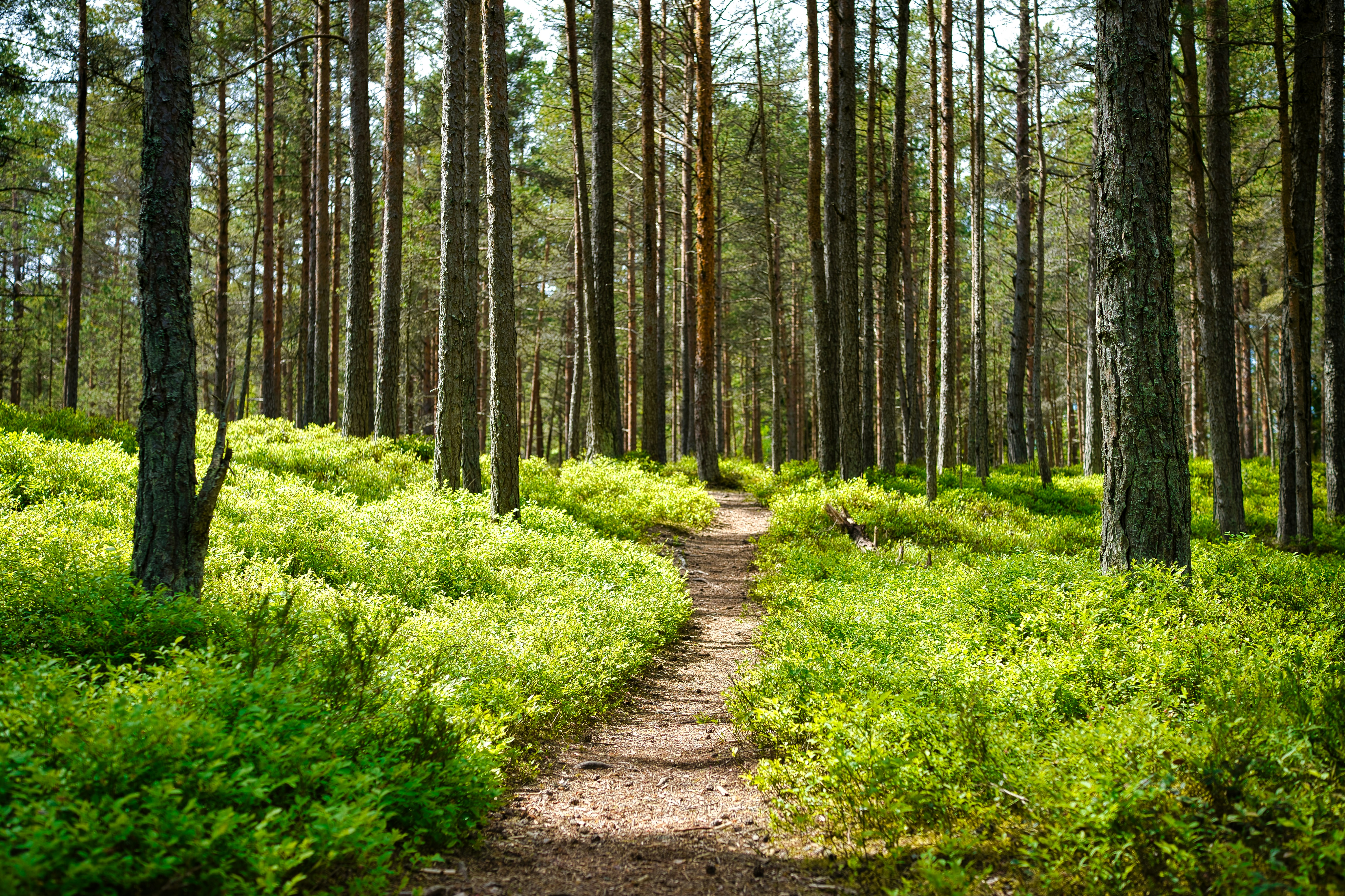 pathway through forest